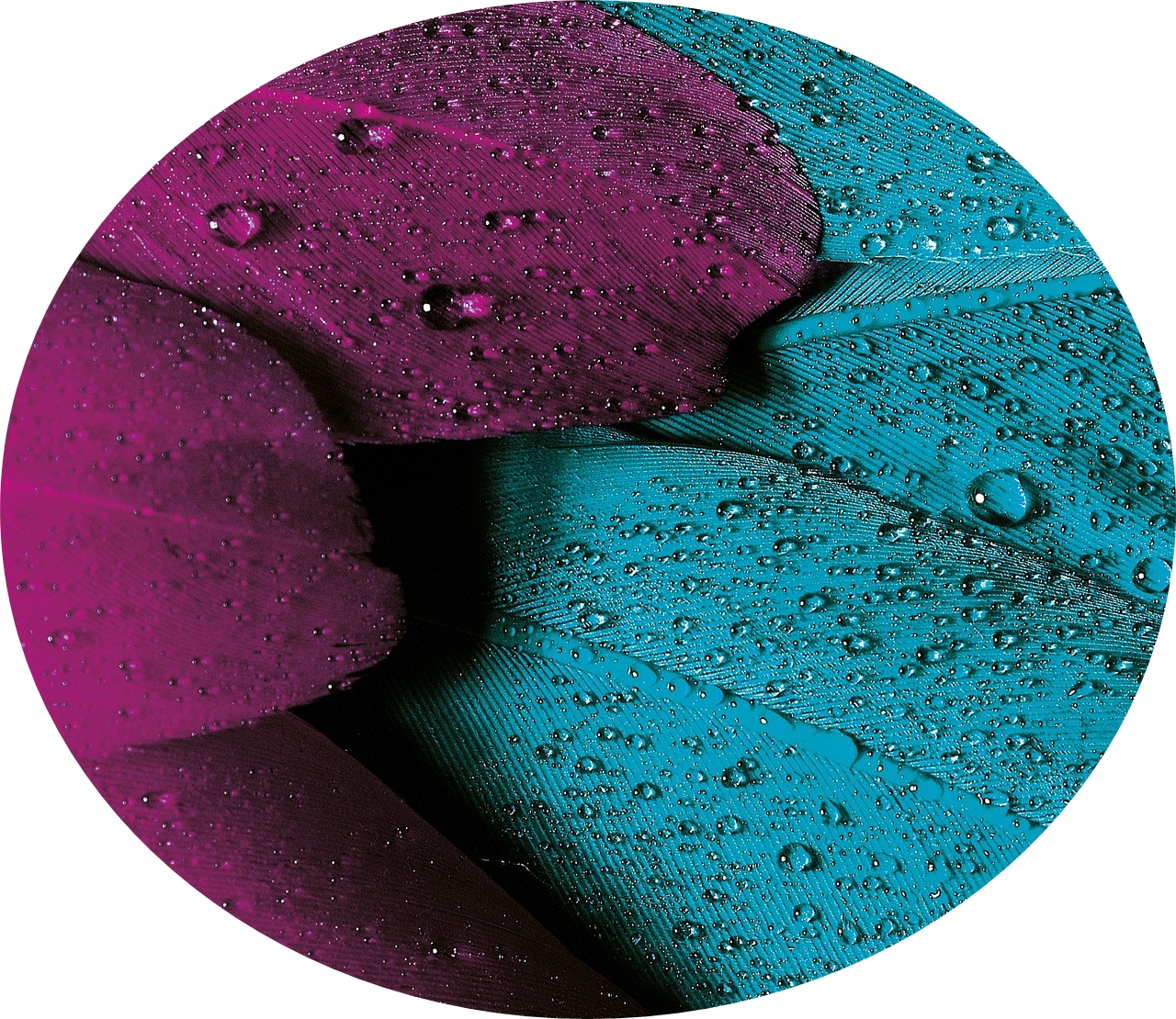 Water Repellence
